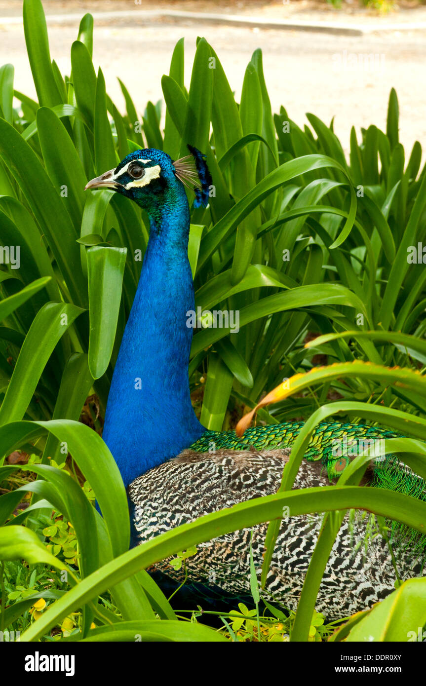 Paons Indiens de sexe masculin, Pavo cristatus ; Nom commun - Peacock à Tanunda, Barossa Valley, Australie-Méridionale, Australie Banque D'Images
