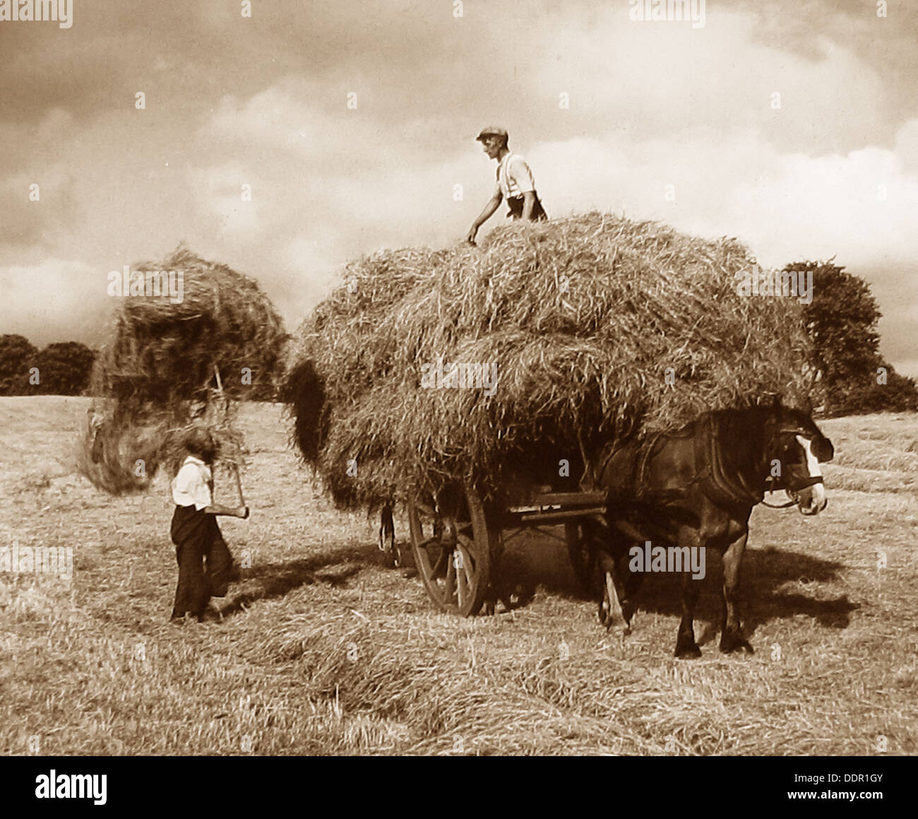 Au début des années 1900, la fenaison Banque D'Images