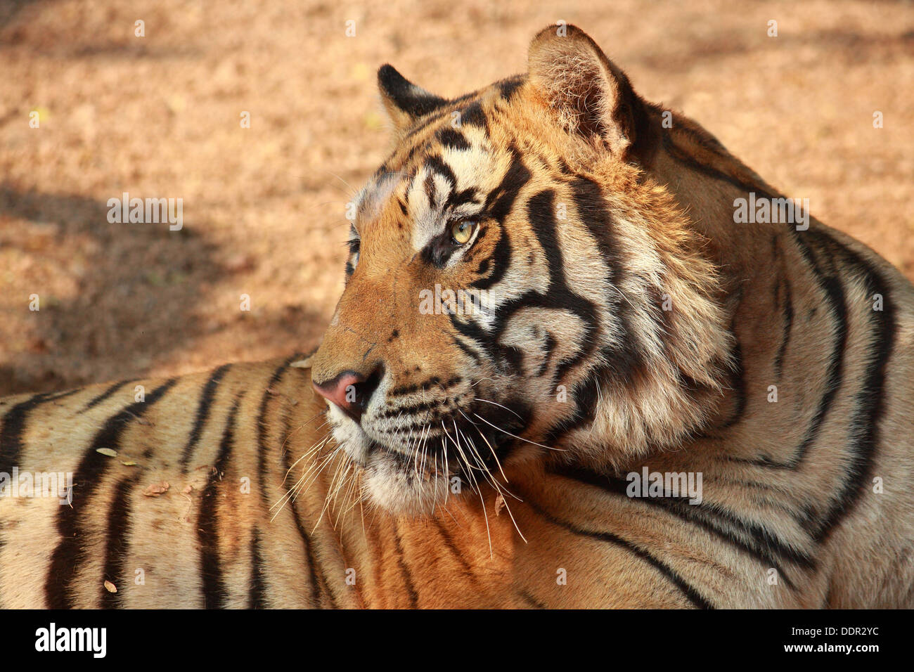 Un grand tiger regarder quelque chose Banque D'Images