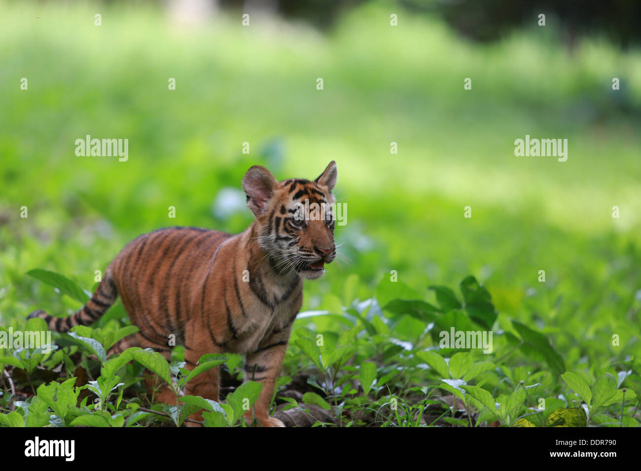 Bebe Tigre Chasse Photo Stock Alamy