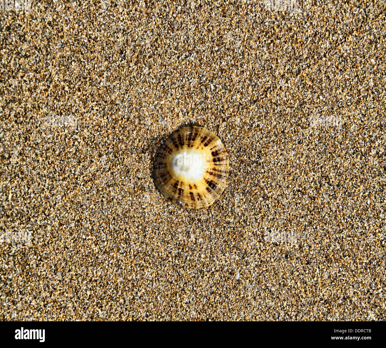 Coquillage sur la plage en Juin Banque D'Images