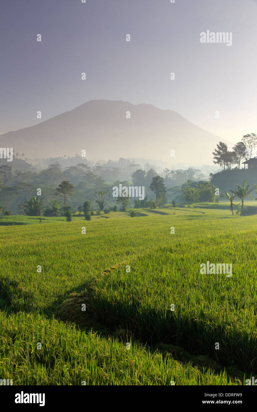 L'INDONÉSIE, Bali, Sidemen, Iseh, les rizières et le volcan Gunung Agung Banque D'Images
