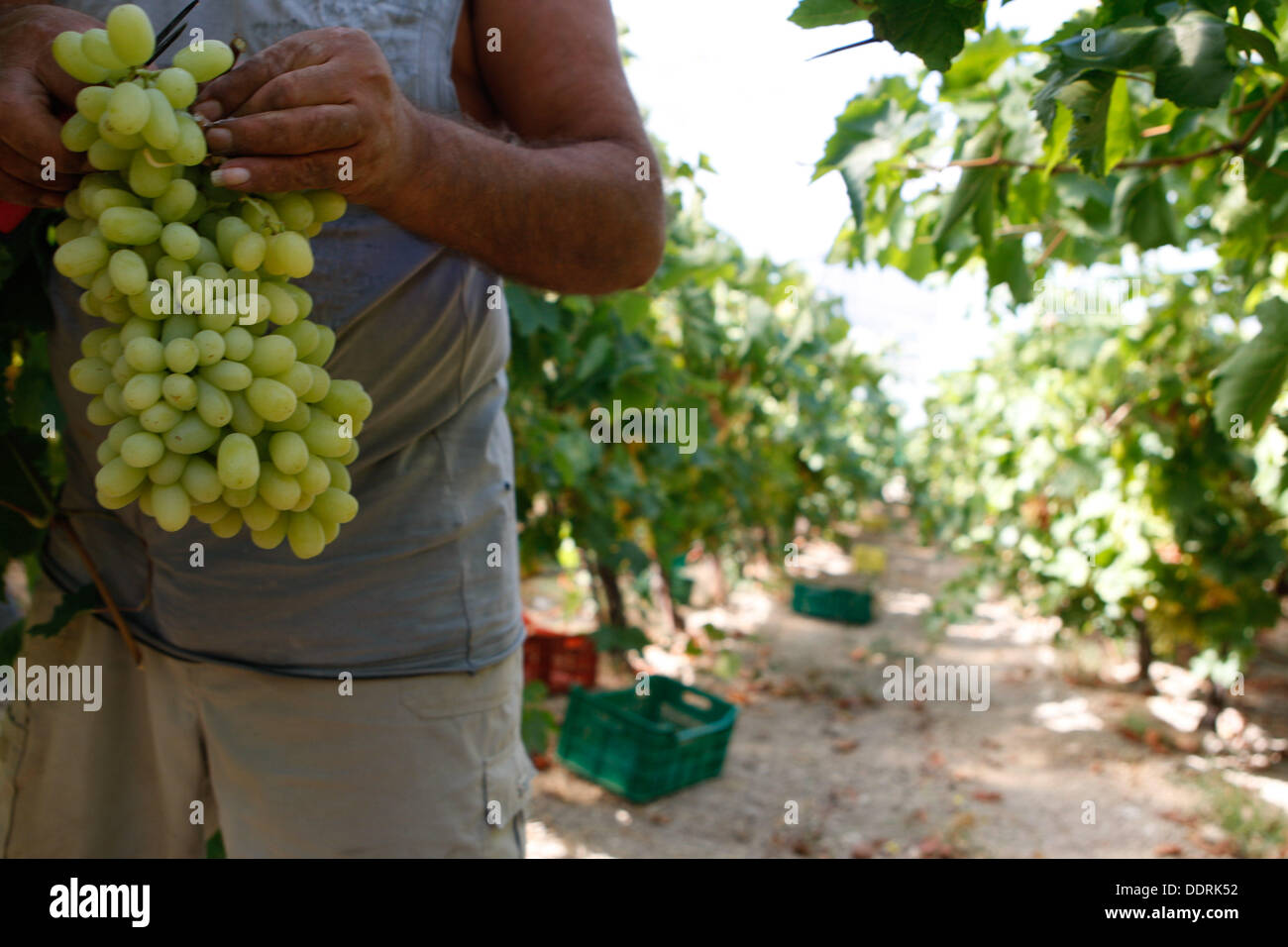 Les travailleurs étrangers, pour la plupart des albanais et roumains, recueillir les raisins des champs. La région de Némée. dans le Péloponnèse, a une tradition viticole, de l'antiquité et le vin mémorable d'Fliasion à l'Aghiorghitiko exquis, le vin grec qui a gagné l'admiration de tous les amateurs de vin à travers le monde. Banque D'Images