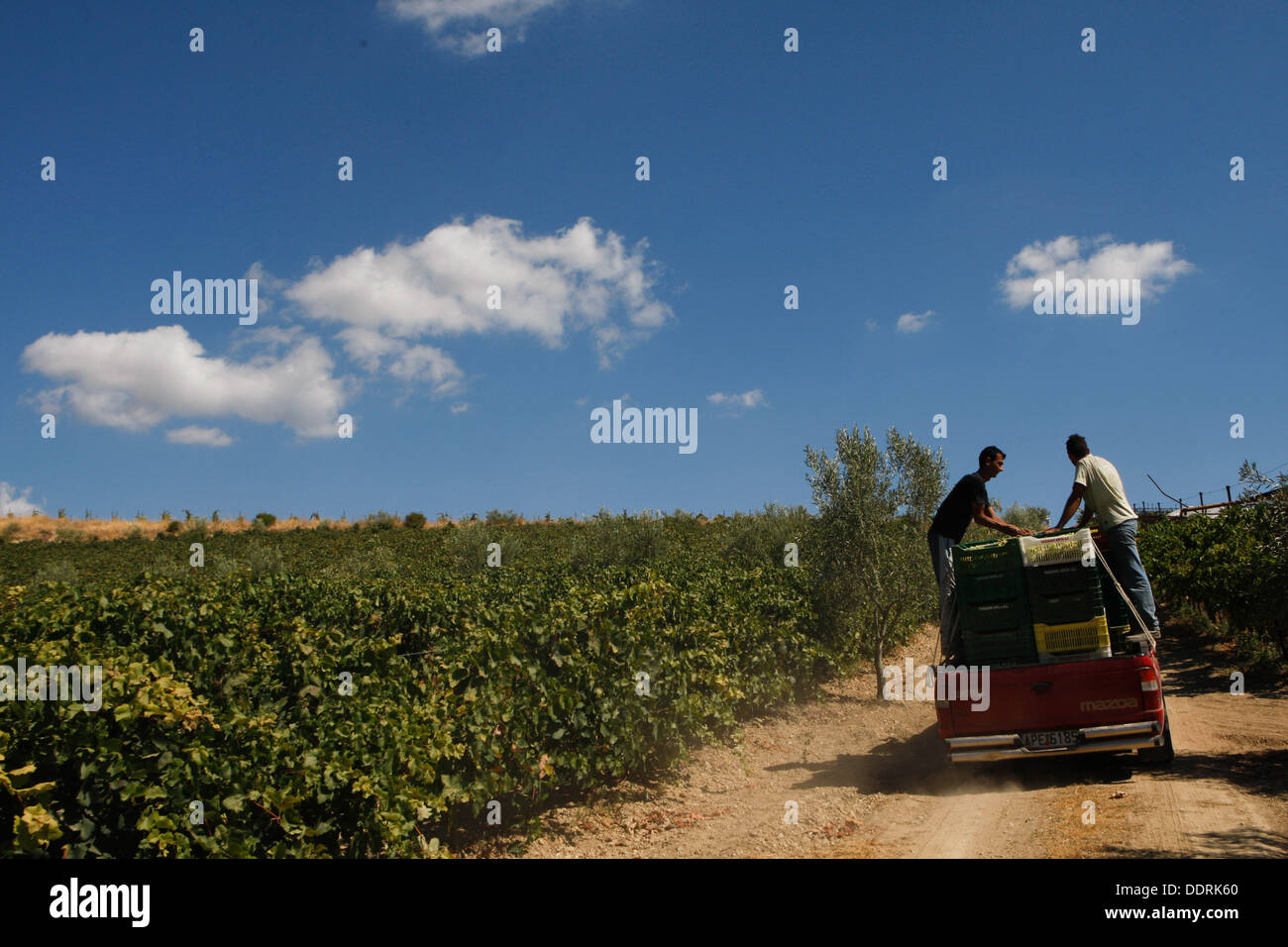 Les raisins sont chargés sur le camion et pris à la cave. La région de Némée. dans le Péloponnèse, a une tradition viticole, de l'antiquité et le vin mémorable d'Fliasion à l'Aghiorghitiko exquis, le vin grec qui a gagné l'admiration de tous les amateurs de vin à travers le monde. Banque D'Images