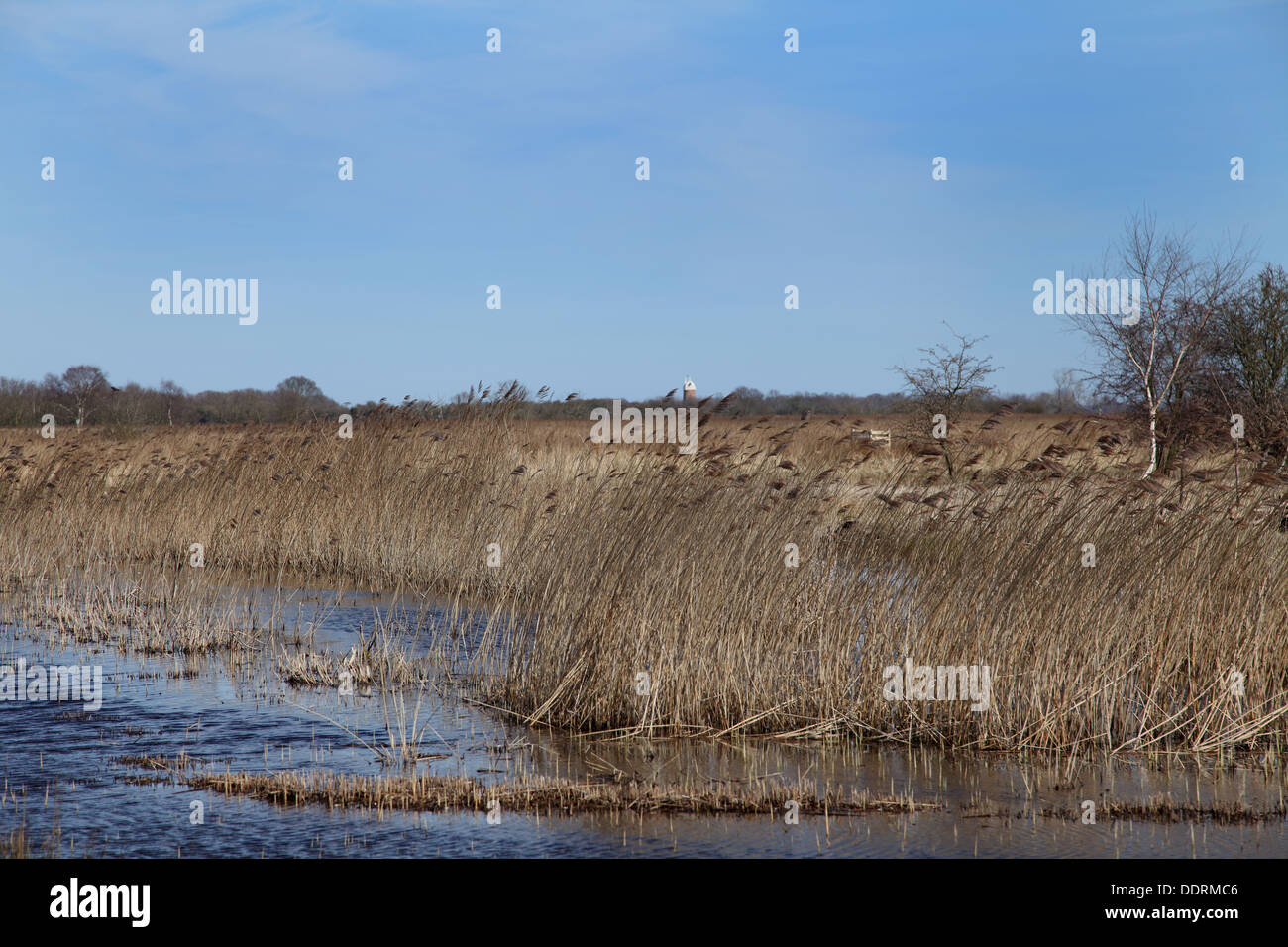 Réserve naturelle large Hickling Norfolk,UK Banque D'Images