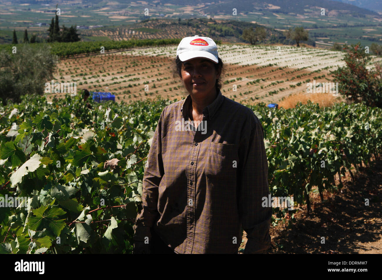 Les travailleurs étrangers, pour la plupart des albanais et roumains, recueillir les raisins des champs. La région de Némée. dans le Péloponnèse, a une tradition viticole, de l'antiquité et le vin mémorable d'Fliasion à l'Aghiorghitiko exquis, le vin grec qui a gagné l'admiration de tous les amateurs de vin à travers le monde. Banque D'Images