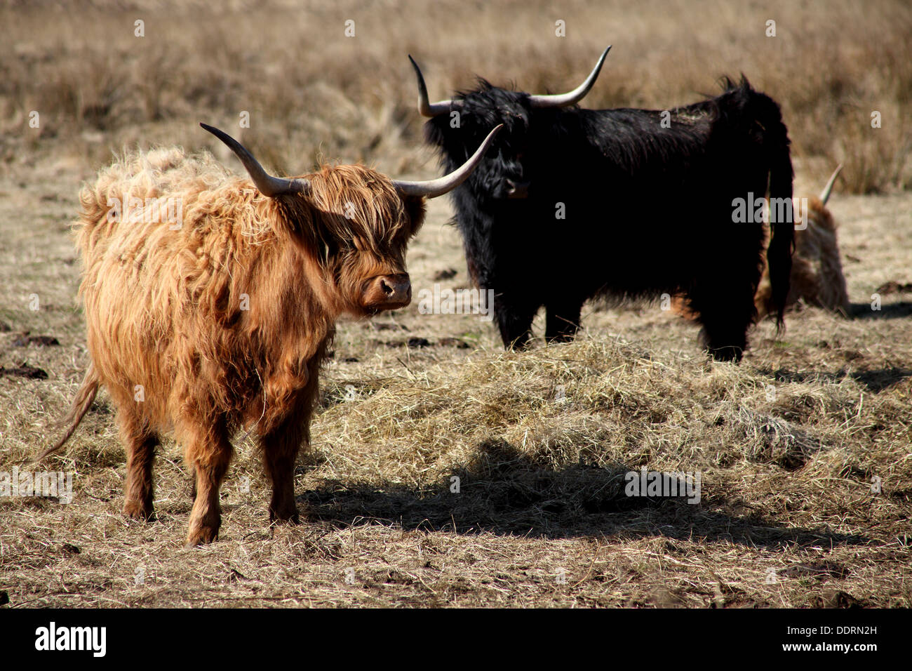 Black & Brown Highland vaches debout à l'avance avec le foin de graminées longtemps à l'arrière-plan. Banque D'Images