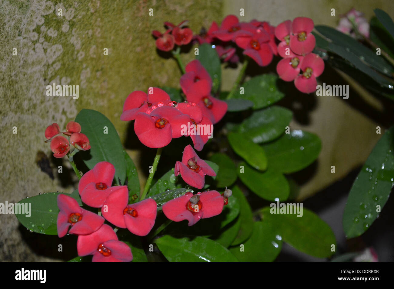 feuille de fleur rouge Banque D'Images