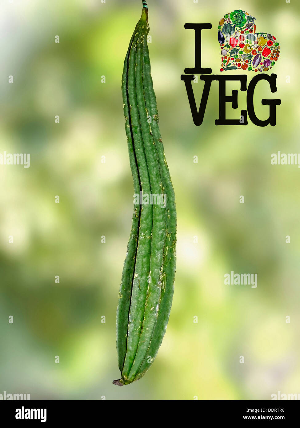 Loofa Acutangula, Cucumis acutangulus L, rendez-vous sur Veg, Concept Banque D'Images