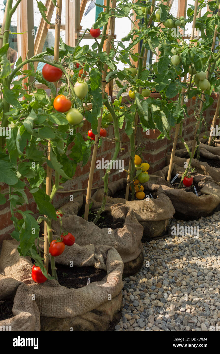 Les plants de tomates en bonne santé dans un marché en pleine croissance serre jardin Banque D'Images