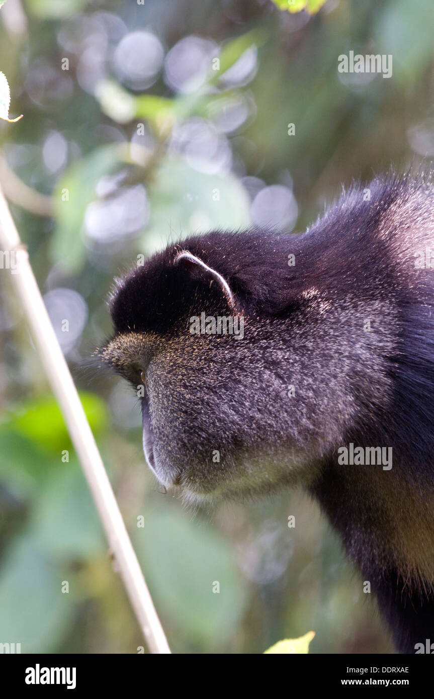 Golden Monkey espèces primates alerte assis parmi les autochtones de son bambou dans le Parc National des Virunga Rwanda Afrique de l'Est Banque D'Images