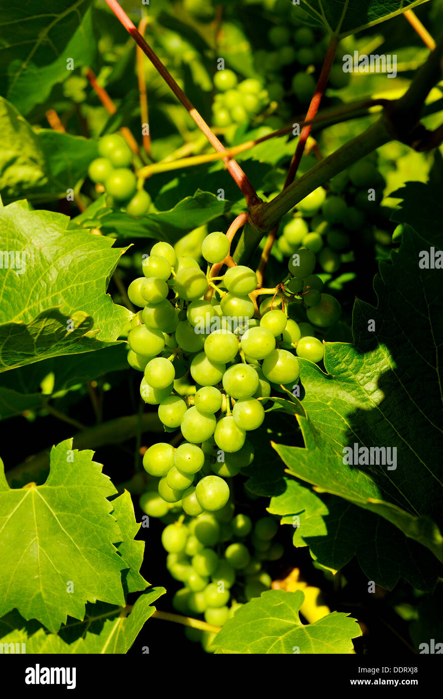 Les raisins POUR LE VIN BLANC croissant sur un cépage de vigne Banque D'Images