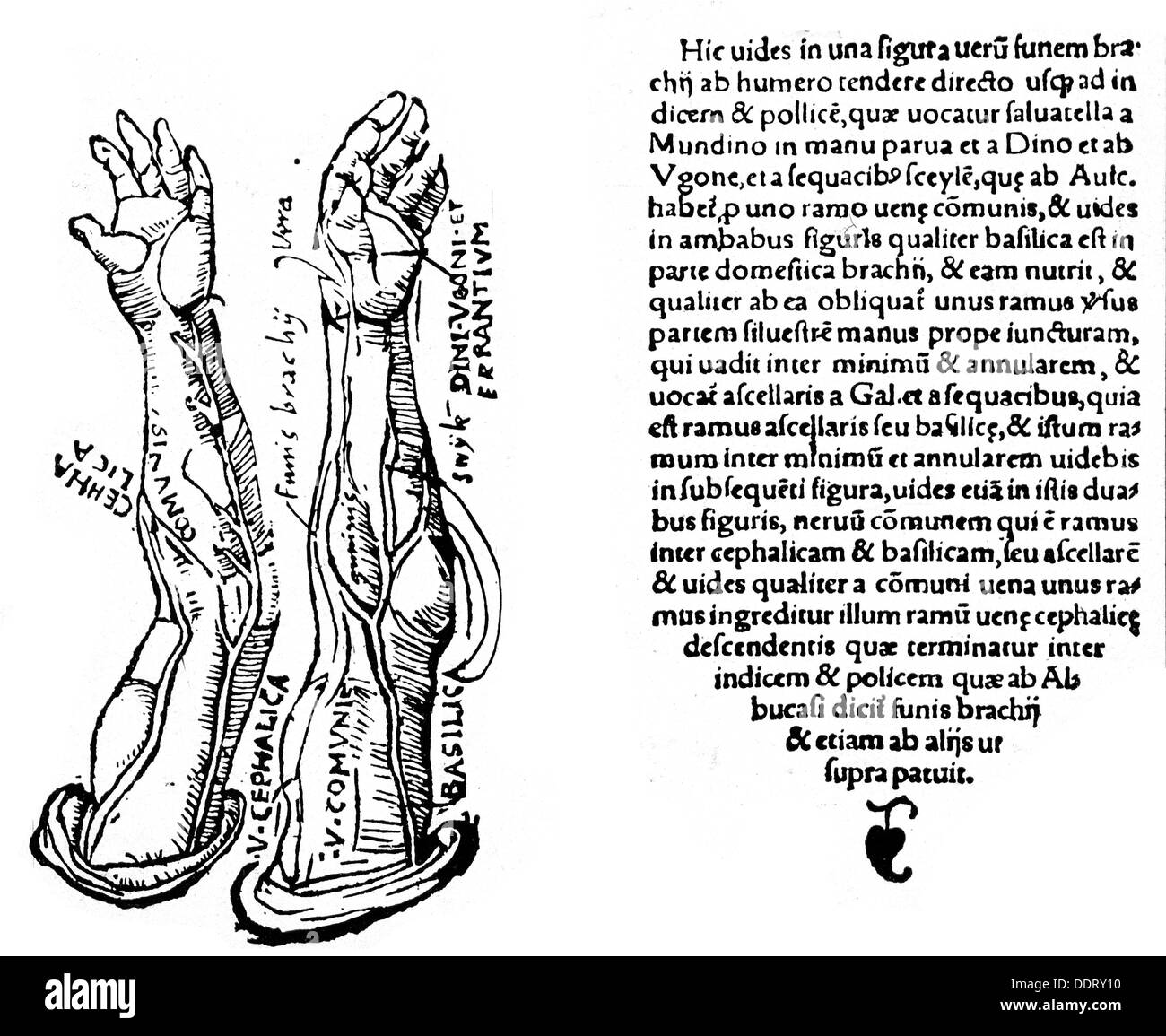 Médecine, anatomie, circulation sanguine veines des bras, coupe de bois, de: Jacopo Berengario da Carpi (vers 1470 - vers 1530), 'Issagae breues, perlucidae ac uberrimae, in anatomiam humani corporis', Strasbourg, 1530, Additional-Rights-Clearences-not available Banque D'Images