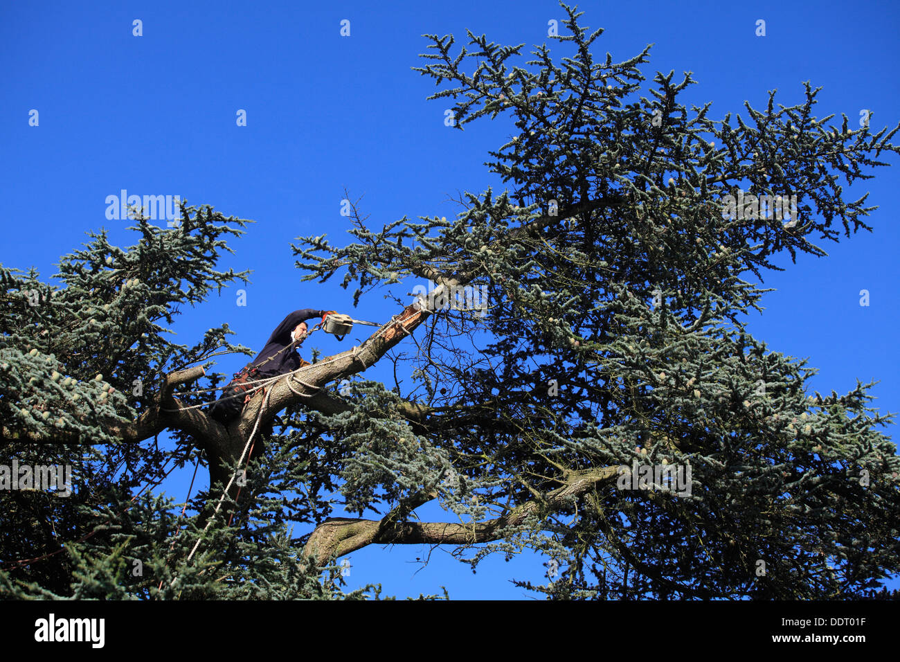 Grande coupe en cèdre avec branches brisées Banque D'Images