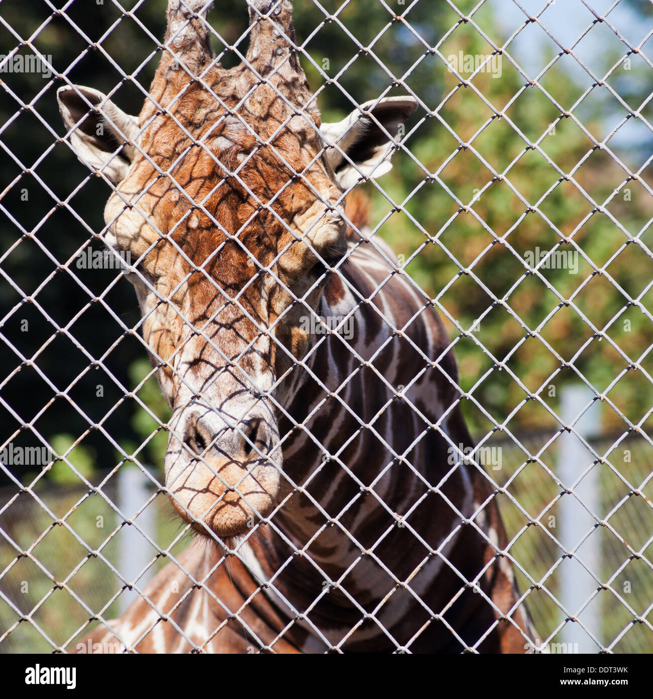 Girafe derrière grille de cage à l'air libre jusqu'à l'été jour fermer Banque D'Images