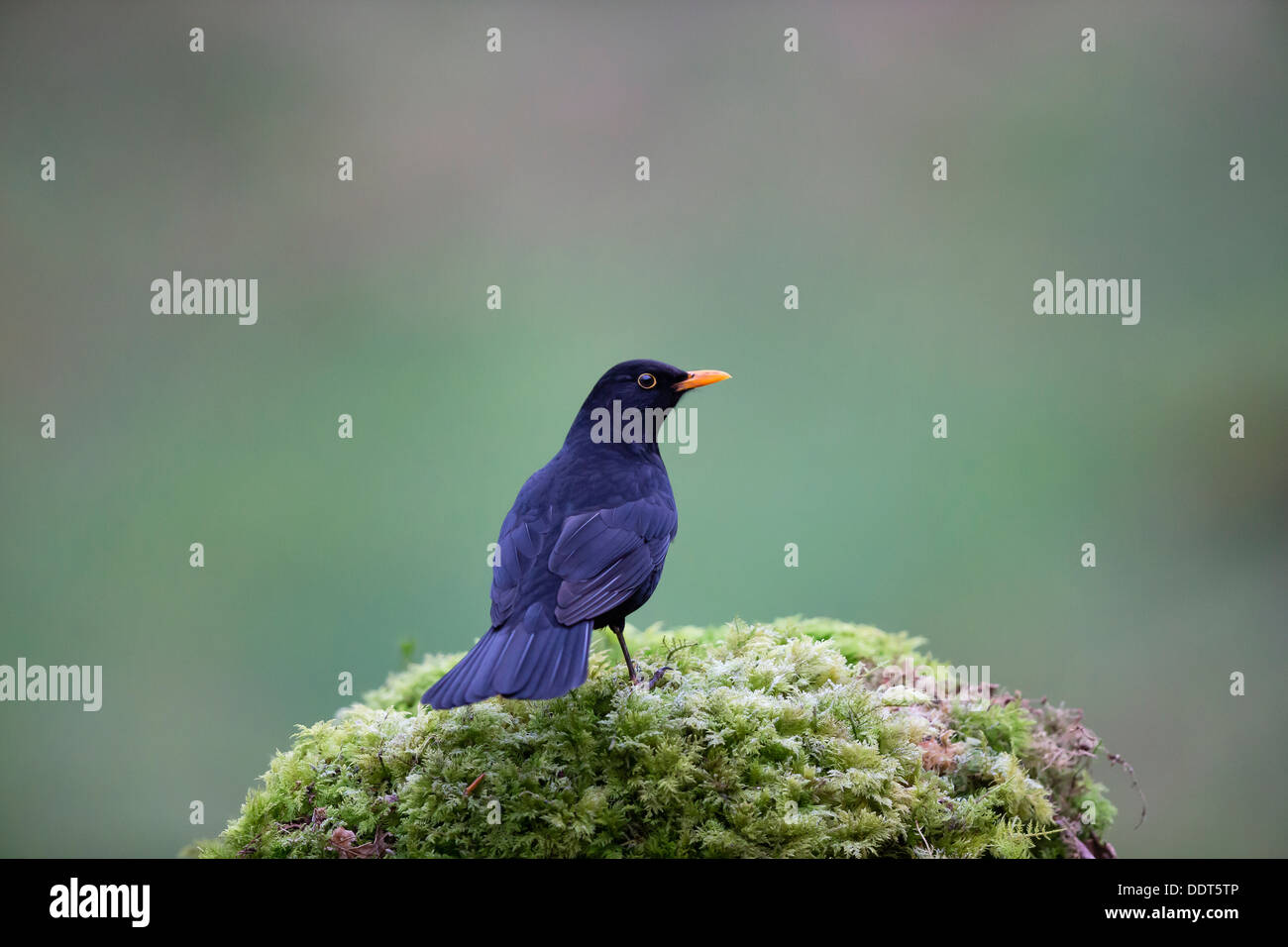 Blackbird sur un amas moussu Banque D'Images