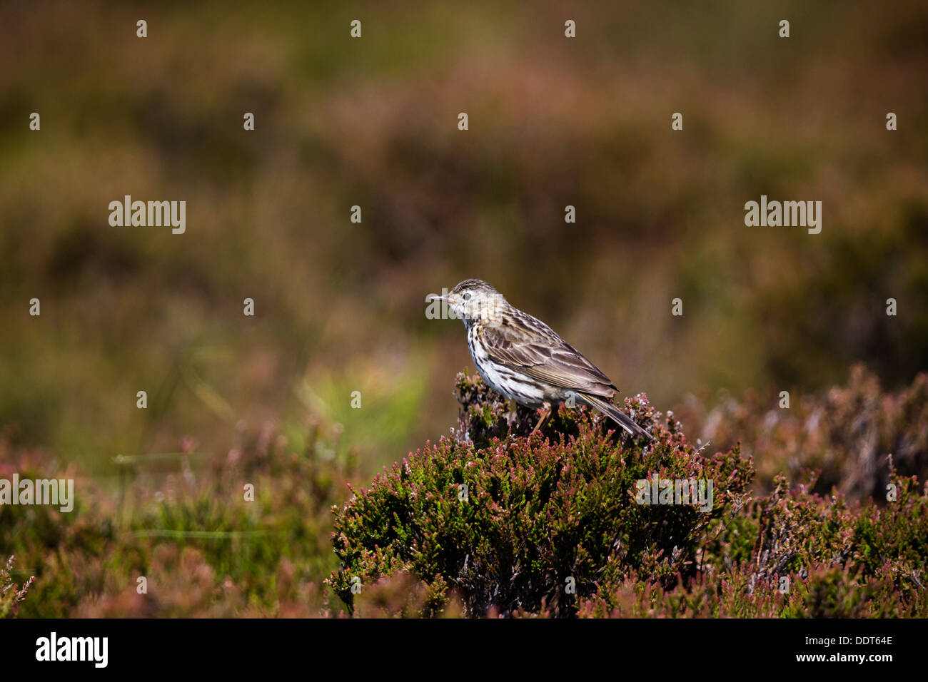 Meadow pipit spioncelle perché sur la bruyère Banque D'Images