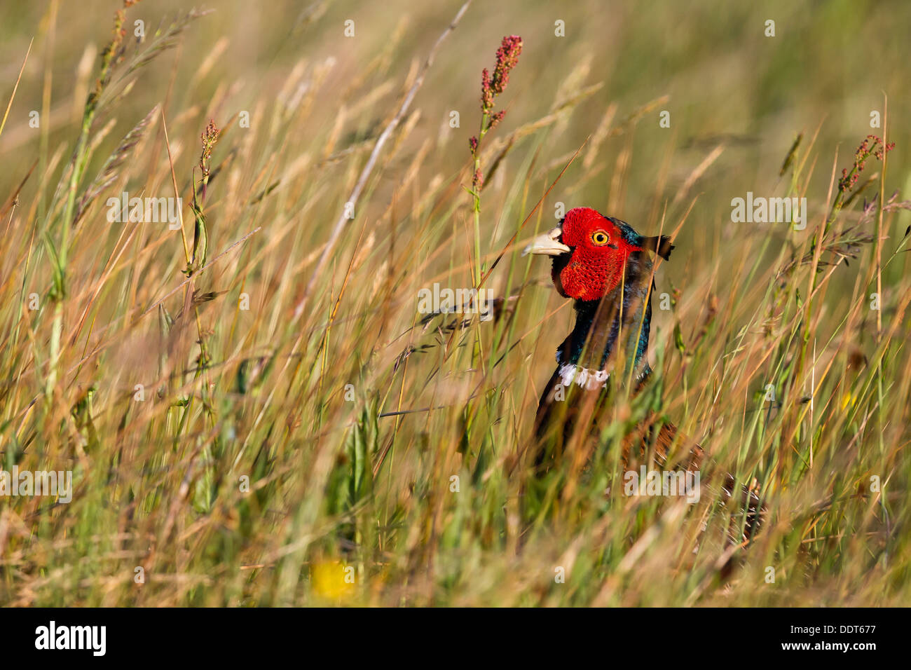 Pheasant se cachant dans les longues herbes d'un pré de fleurs sauvages Banque D'Images