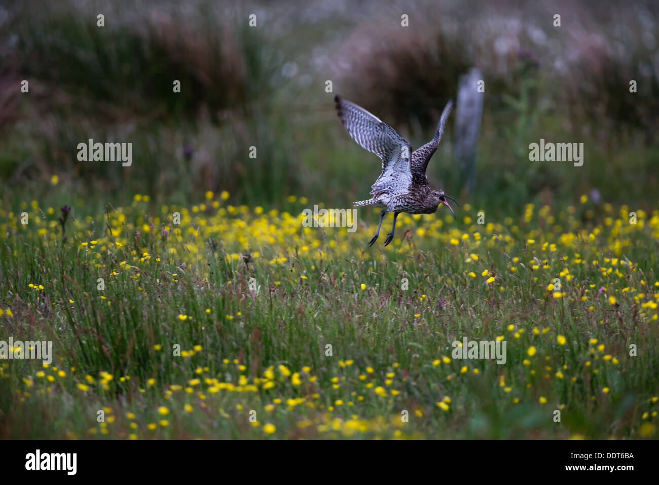 En vol de courlis sur une prairie de fleurs sauvages Banque D'Images