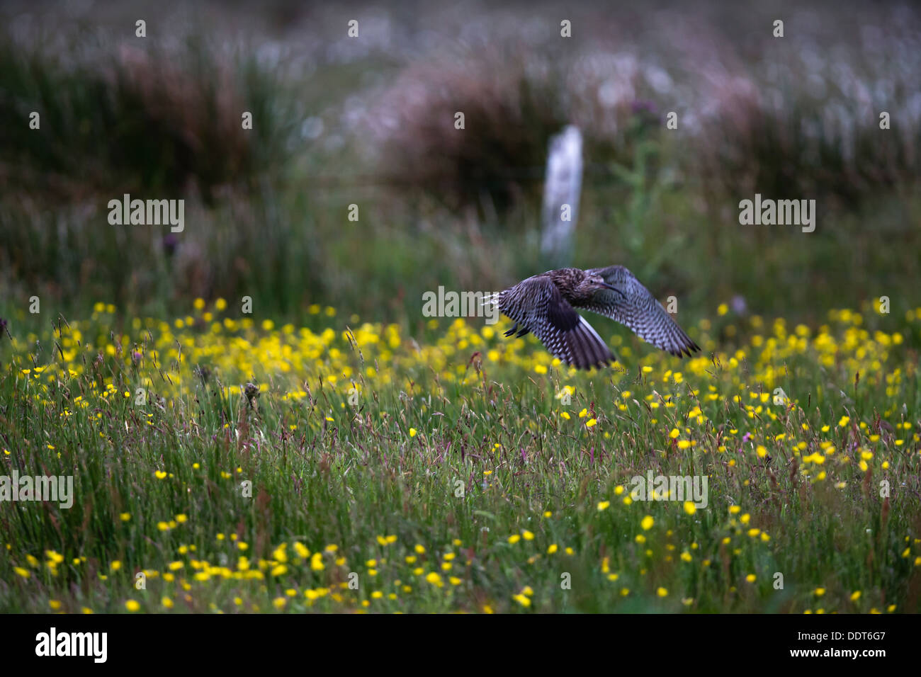 En vol de courlis sur une prairie de fleurs sauvages Banque D'Images