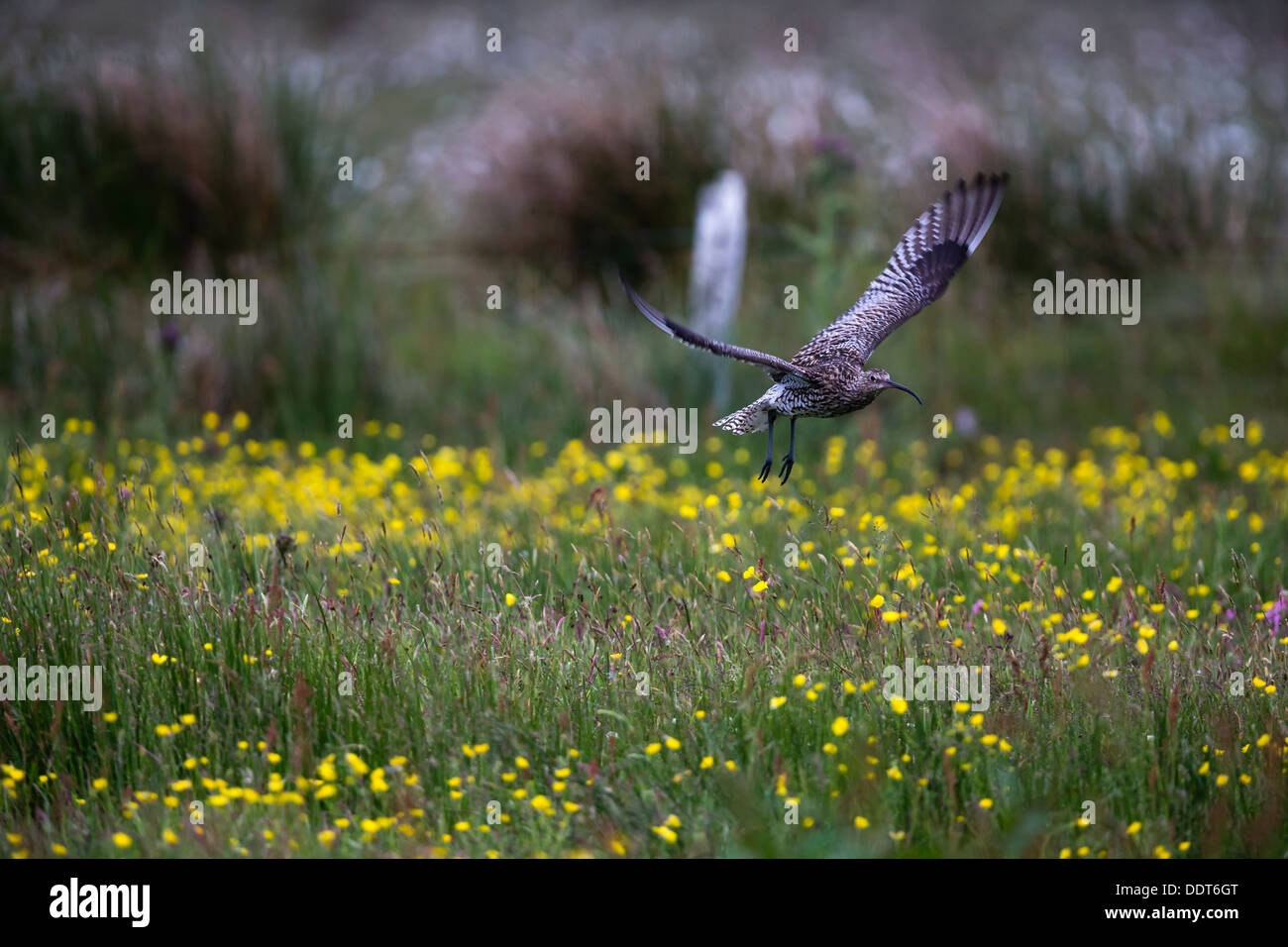 En vol de courlis sur une prairie de fleurs sauvages Banque D'Images