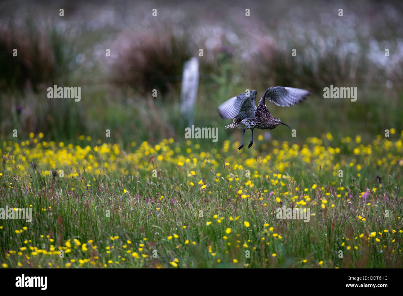 En vol de courlis sur une prairie de fleurs sauvages Banque D'Images