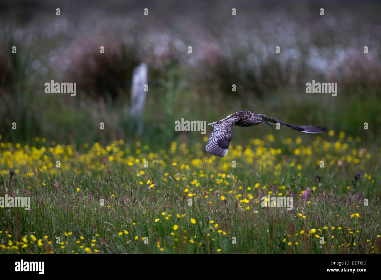 En vol de courlis sur une prairie de fleurs sauvages Banque D'Images