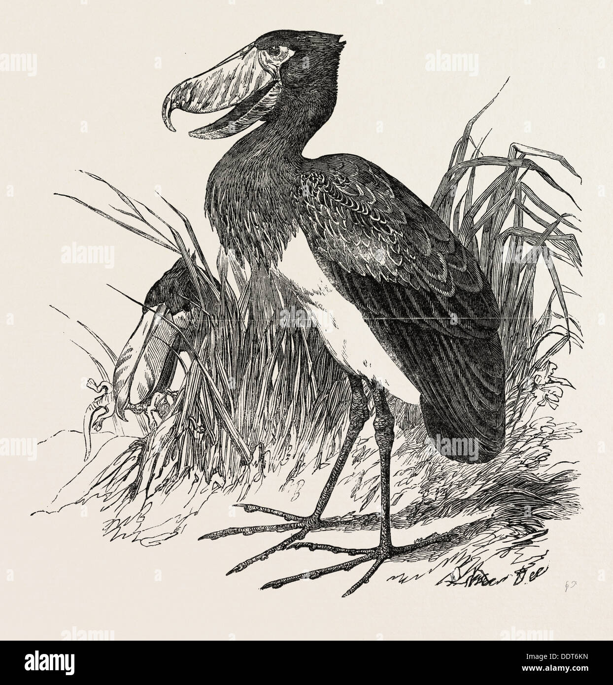 Oiseau de la NIL BLANC, gravure 1851 Banque D'Images