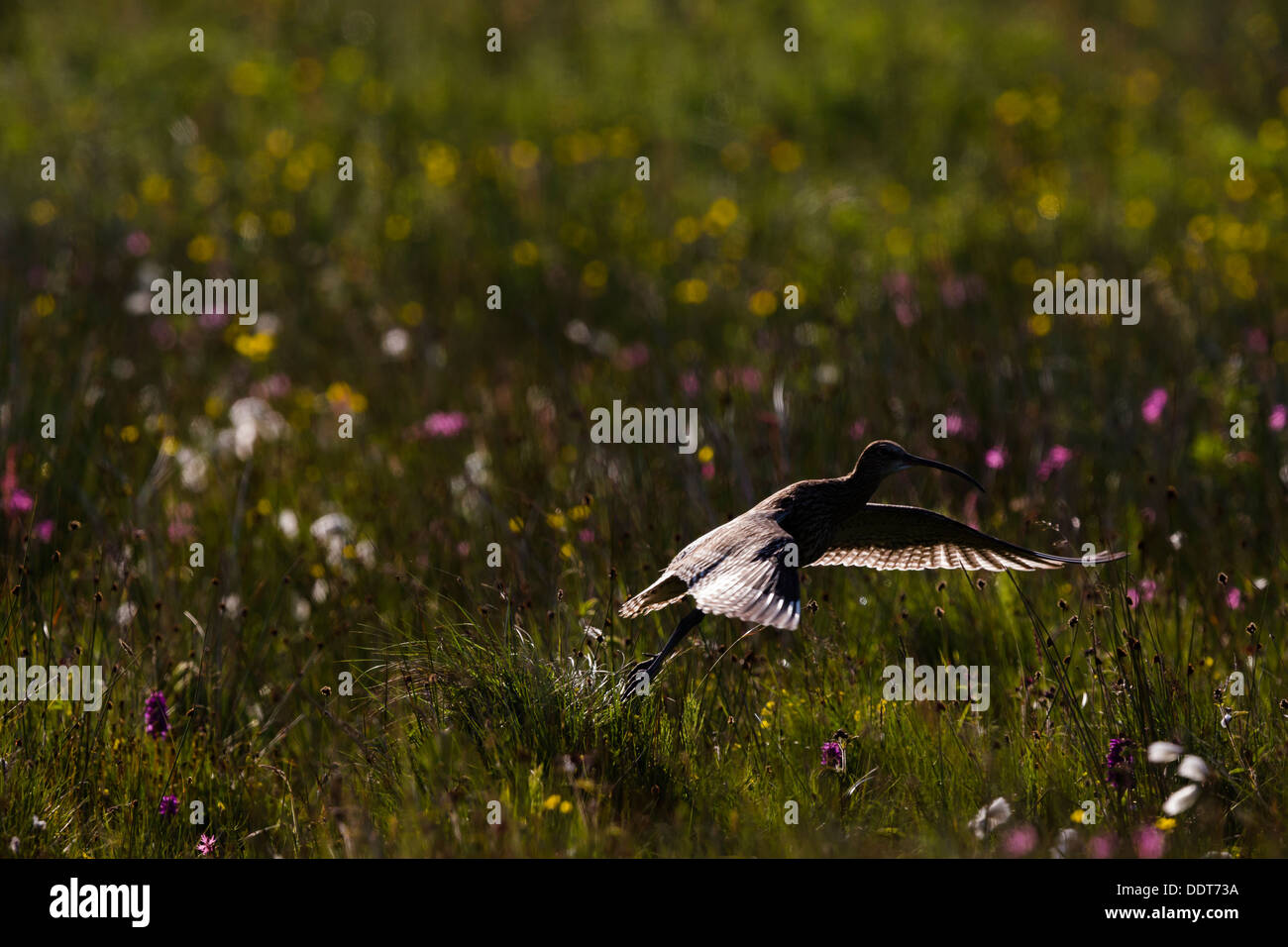 Lumineux et courlis en vol au-dessus d'une prairie de fleurs sauvages Banque D'Images