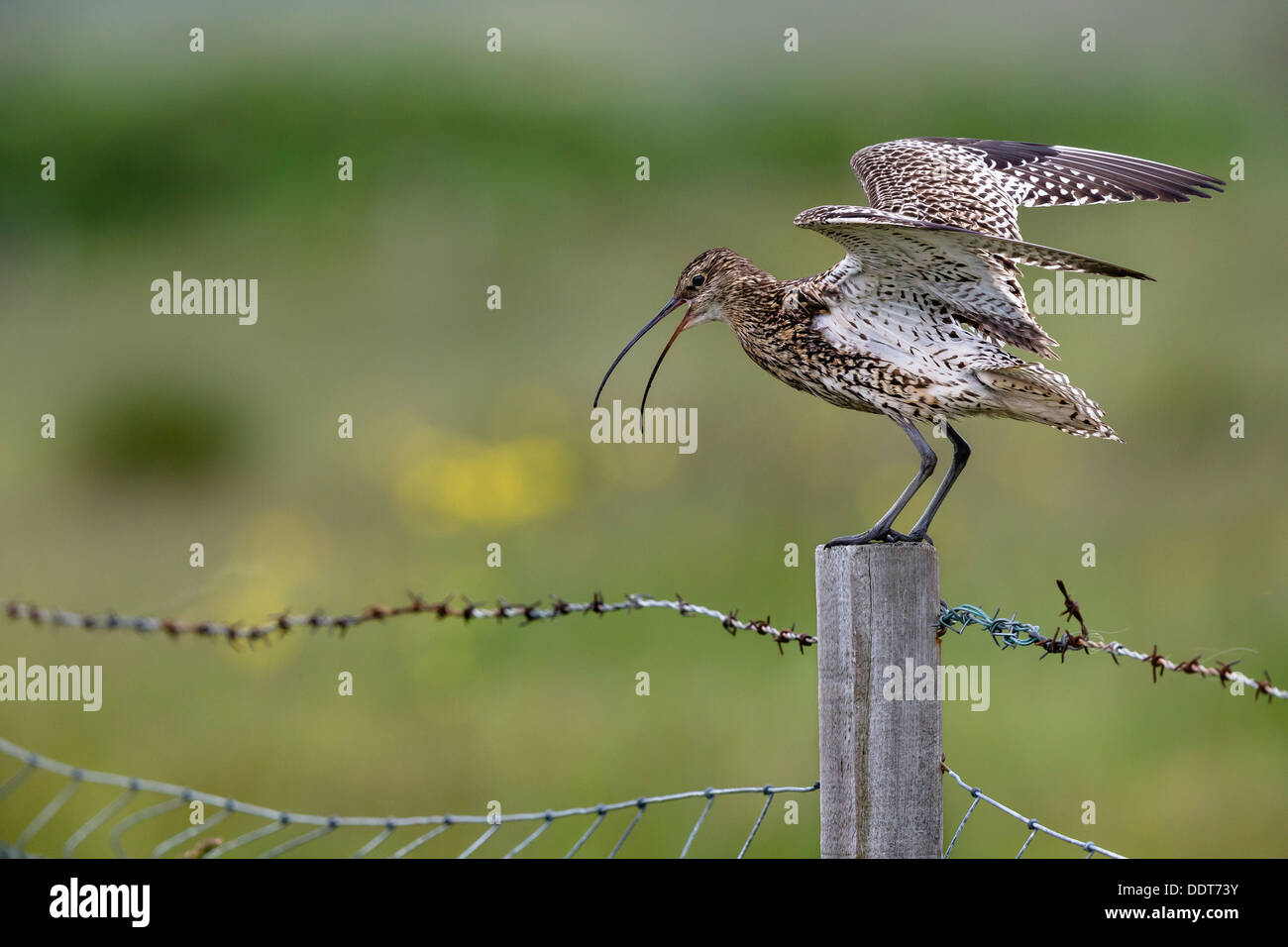 Appelant courlis sur une ferme fencepost Banque D'Images
