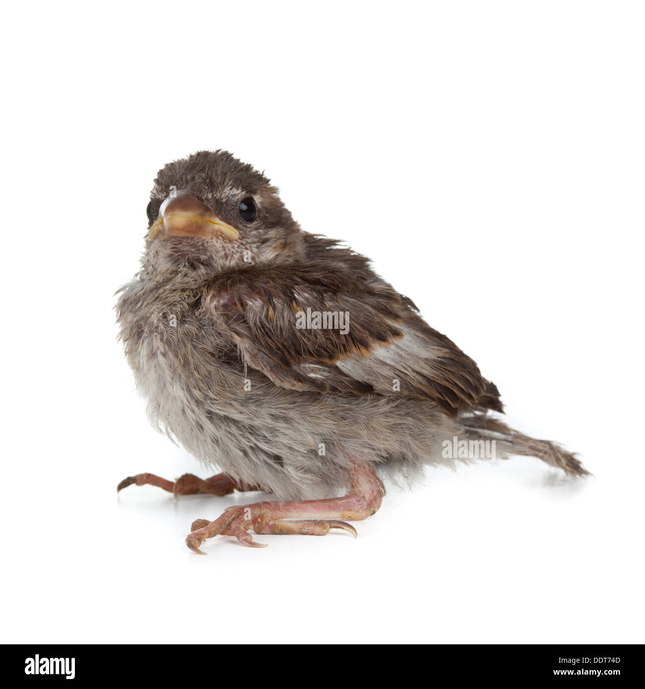 Close up de nice petit oiseau sur fond blanc Banque D'Images
