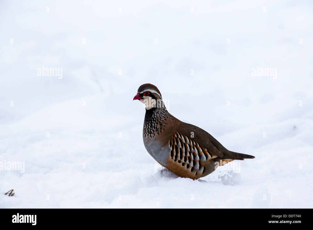 Red-legged partridge dans la neige Banque D'Images
