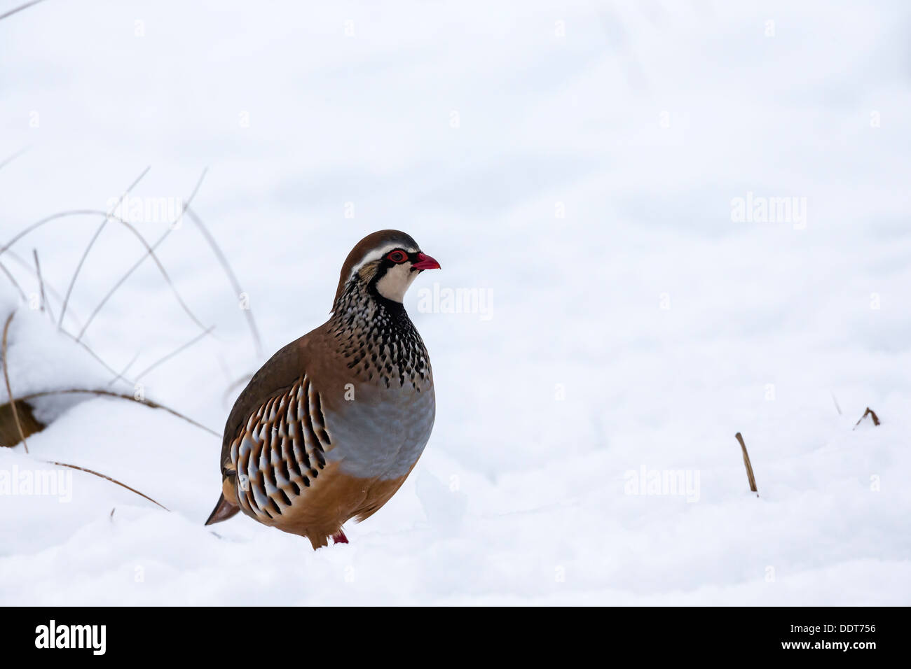 Red-legged partridge dans la neige Banque D'Images