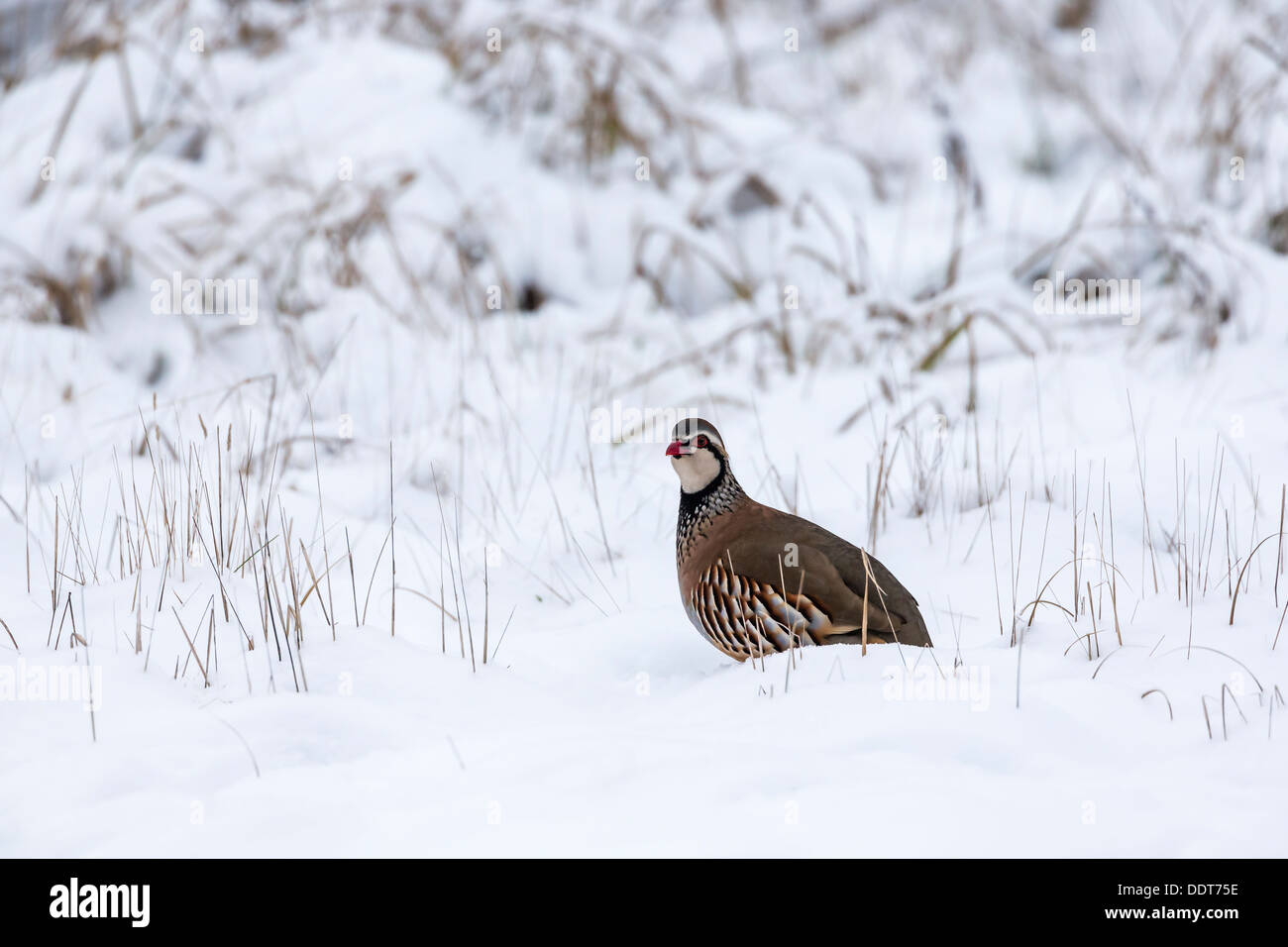 Red-legged partridge dans la neige Banque D'Images