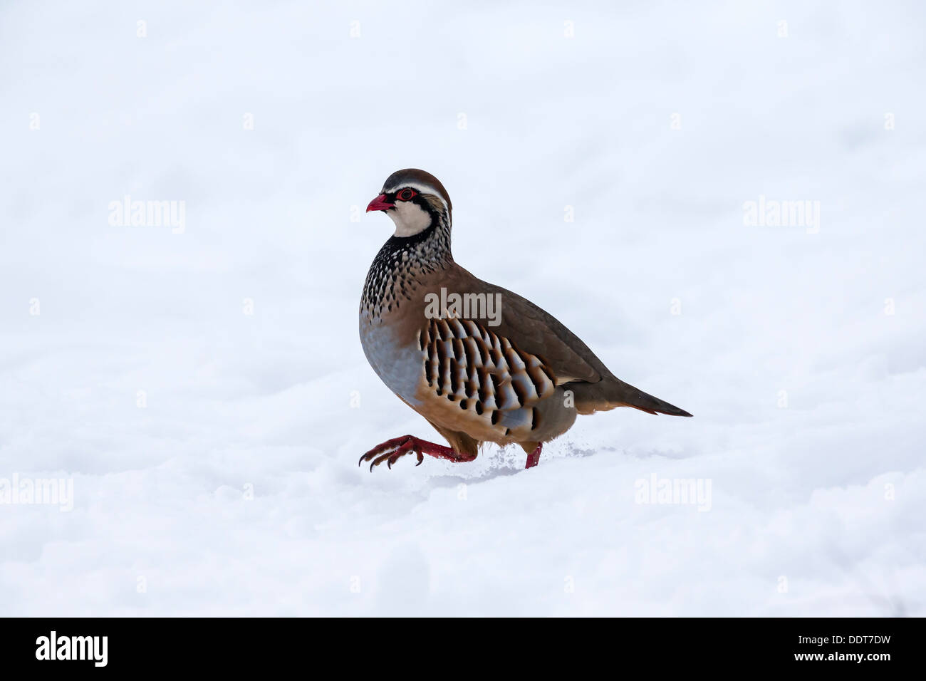 Red-legged partridge dans la neige Banque D'Images