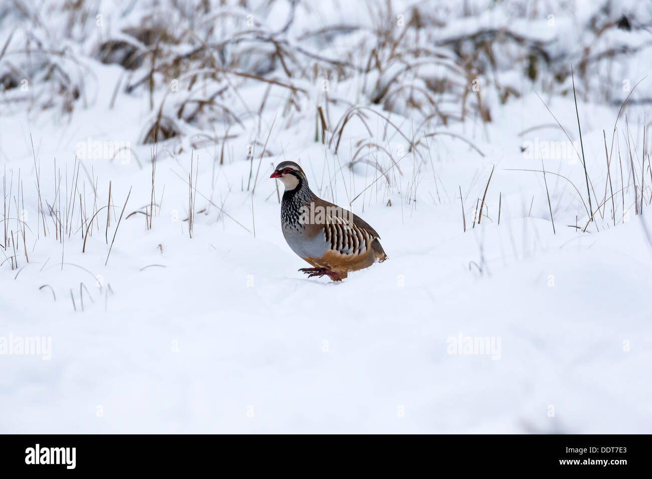 Red-legged partridge dans la neige Banque D'Images