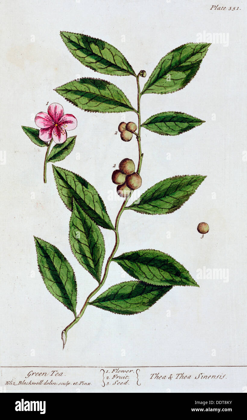 Thé vert, 1782. Artiste : Elizabeth Blackwell Banque D'Images