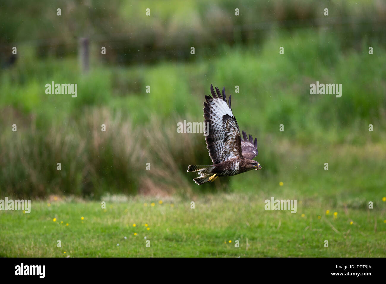 En vol buzzard Banque D'Images