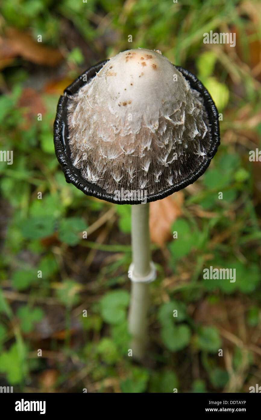 Shaggy, cap d'encre la perruque de l'avocat, ou shaggy mane (Coprinus comatus). Banque D'Images