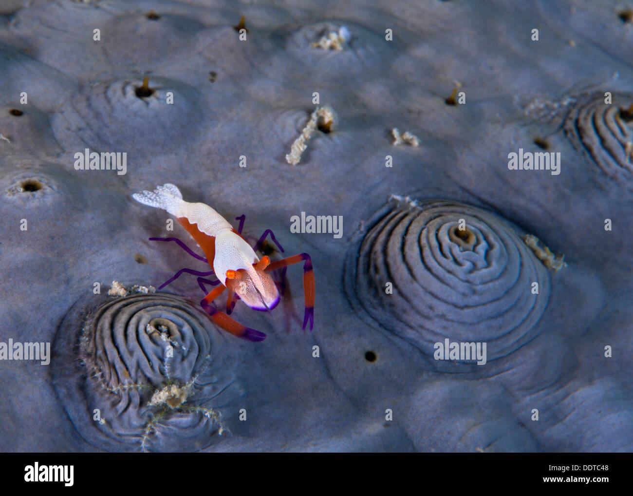 L'empereur la crevette sur le concombre de mer. Banque D'Images