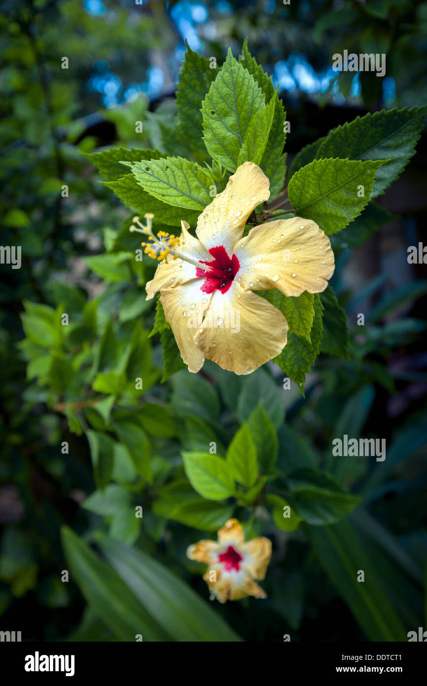 Jaune polynésien hibiscus fleur avec centre rouge et gouttes de pluie sur les pétales - les îles Cook, l'île d'Aitutaki, l'Océan Pacifique Banque D'Images