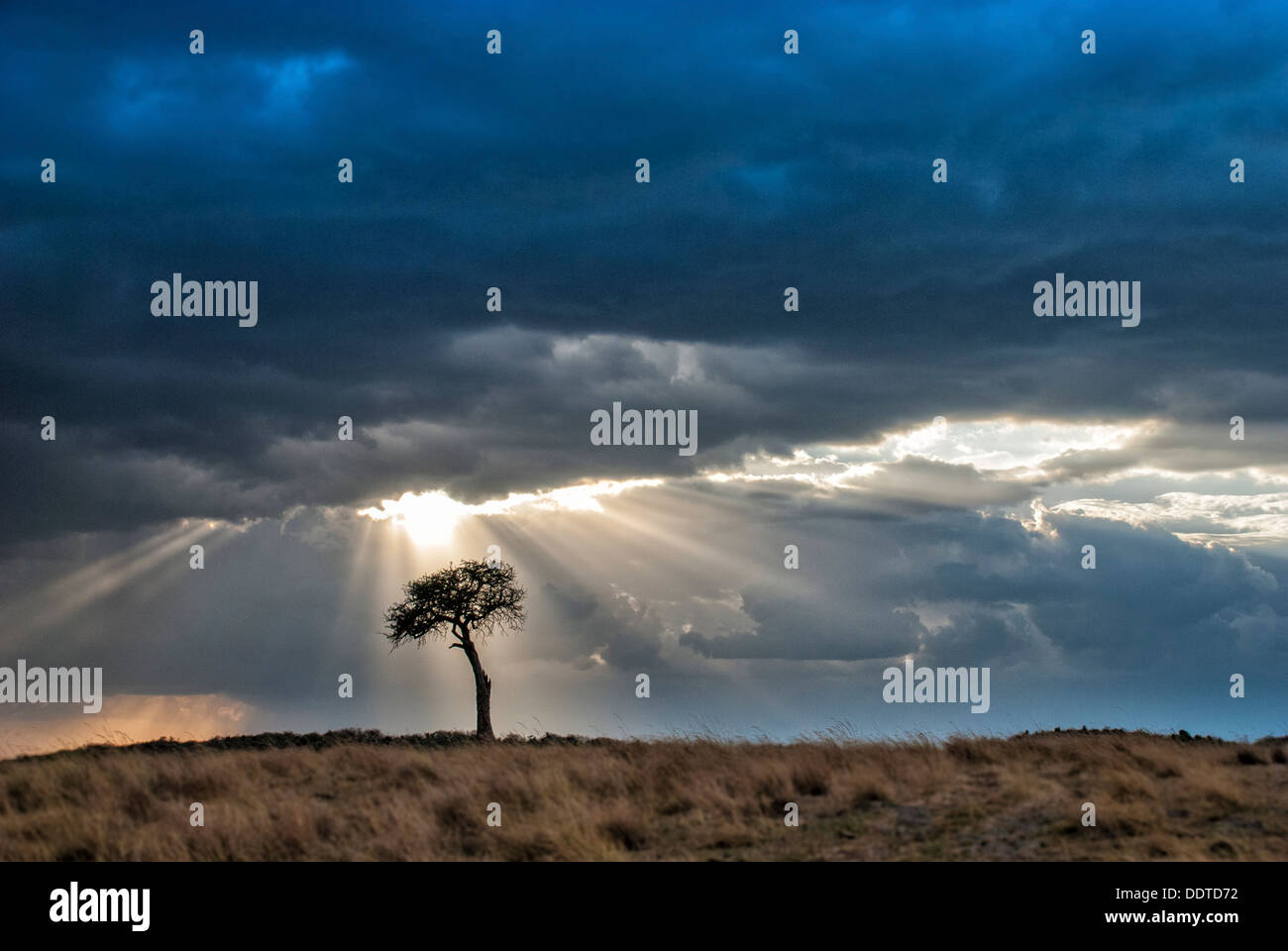 Les arbres d'Acacia, tempête et rayons, Masai Mara National Reserve, Kenya, Africa Banque D'Images