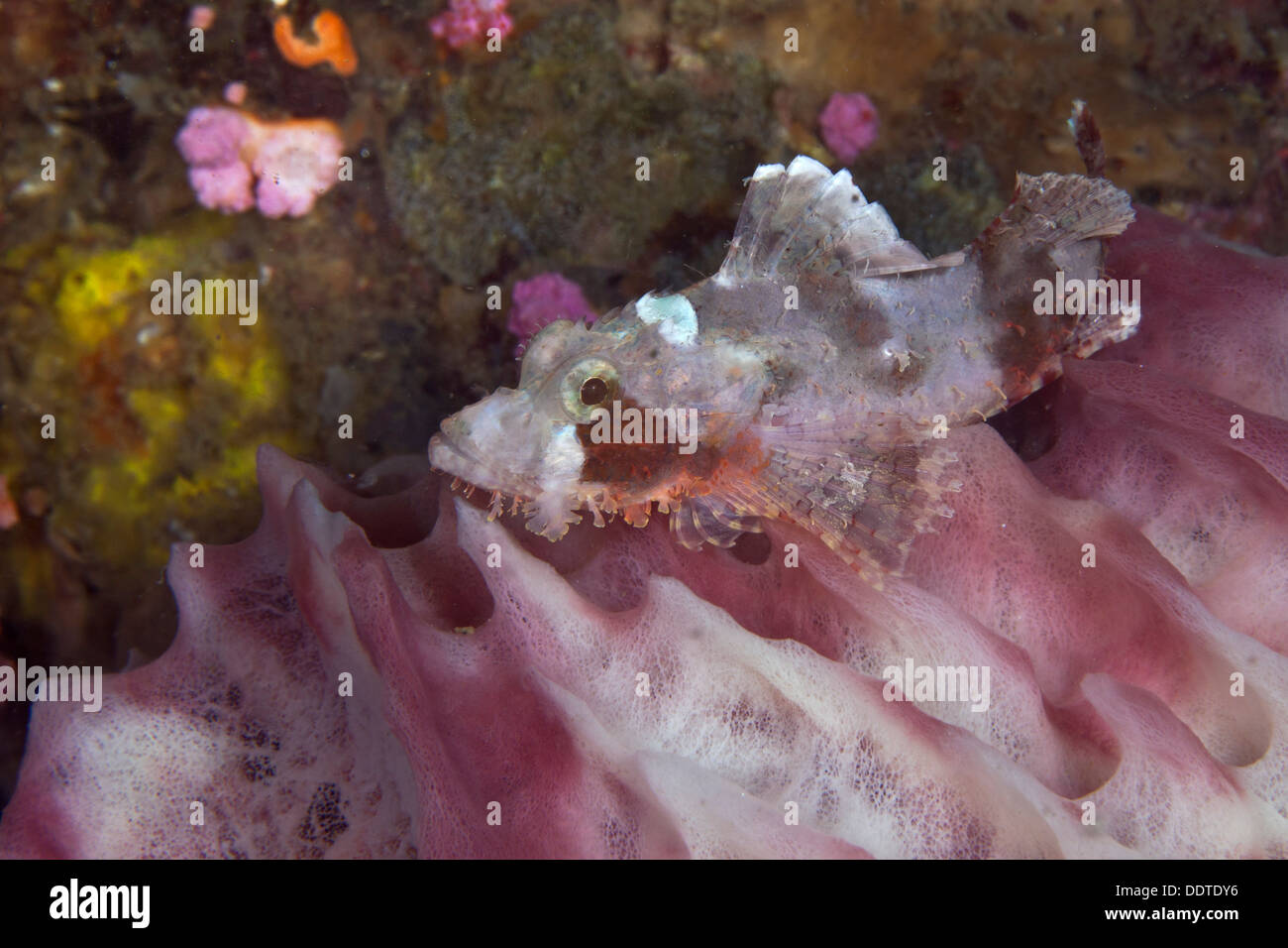 Scorpionfish en chapelle ardente camouflé d'attente sur le fût d'une éponge. Puerto Galera, Philippines Banque D'Images