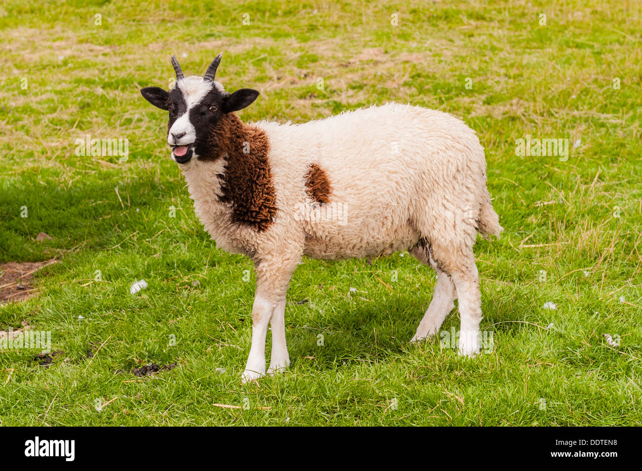 Jacob un mouton à Hazel front ferme dans le village de ligne de basse Swaledale , North Yorkshire, Angleterre, Grande-Bretagne, Royaume-Uni Banque D'Images