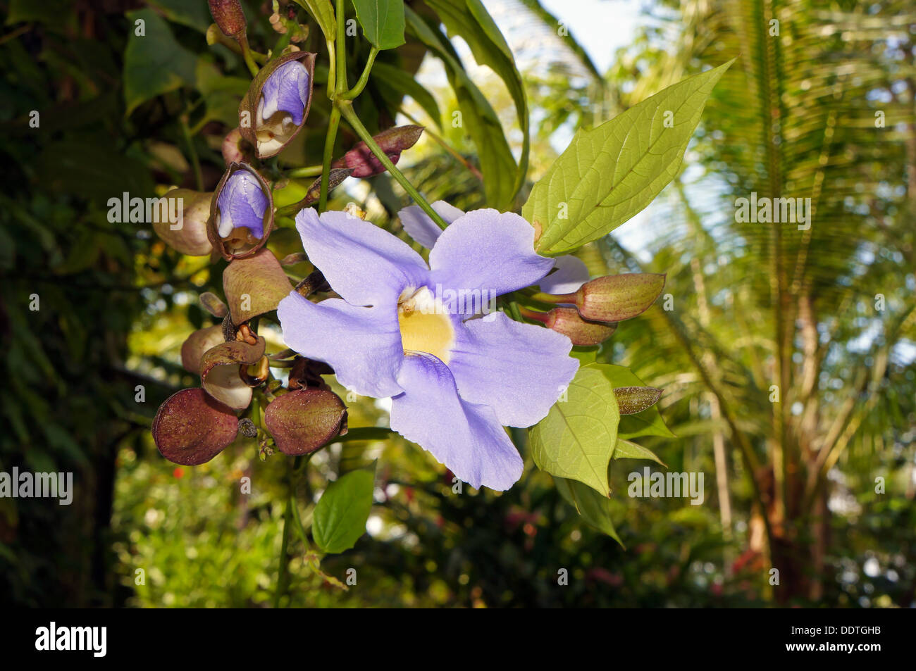 Bengal réveil vine ou sky flower (Thunbergia grandiflora) avec reservoir Banque D'Images