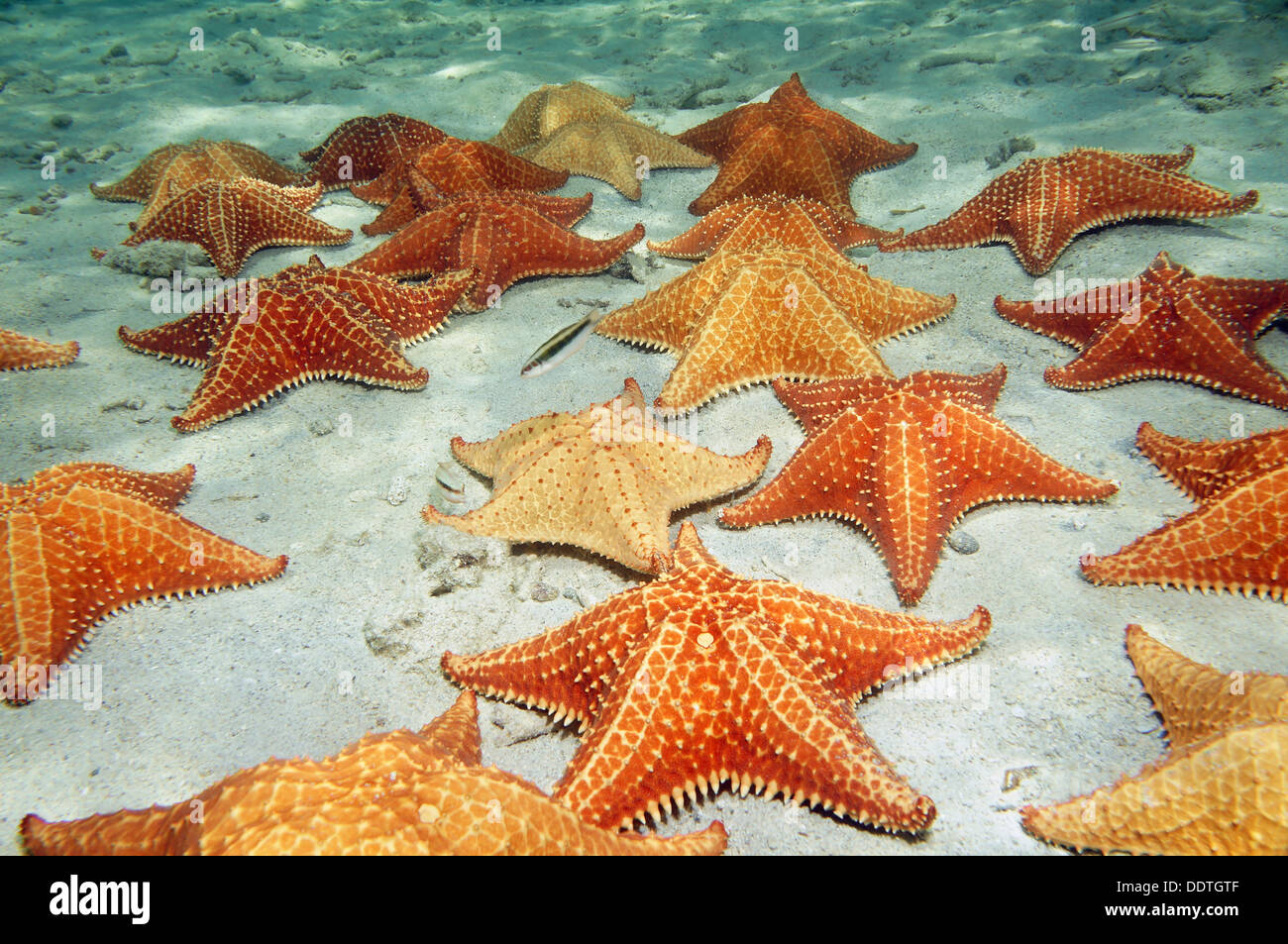 De nombreuses étoiles de mer coussin sur une plage de l'océan Banque D'Images