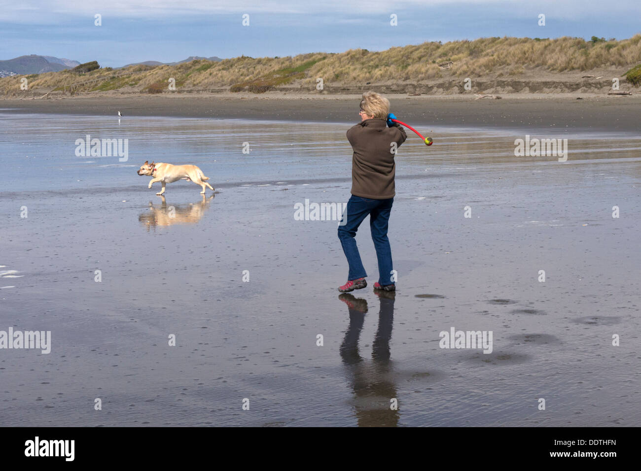 Woman throwing ball pour chien labrador sur la plage à Waimairi, Christchurch, Nouvelle-Zélande Banque D'Images