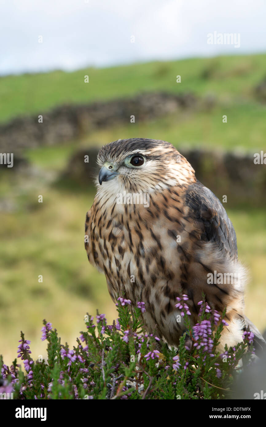 Merlin, mâle Falco columbarius, sur la lande de bruyère, Yorkshire, UK. Des oiseaux en captivité. Banque D'Images