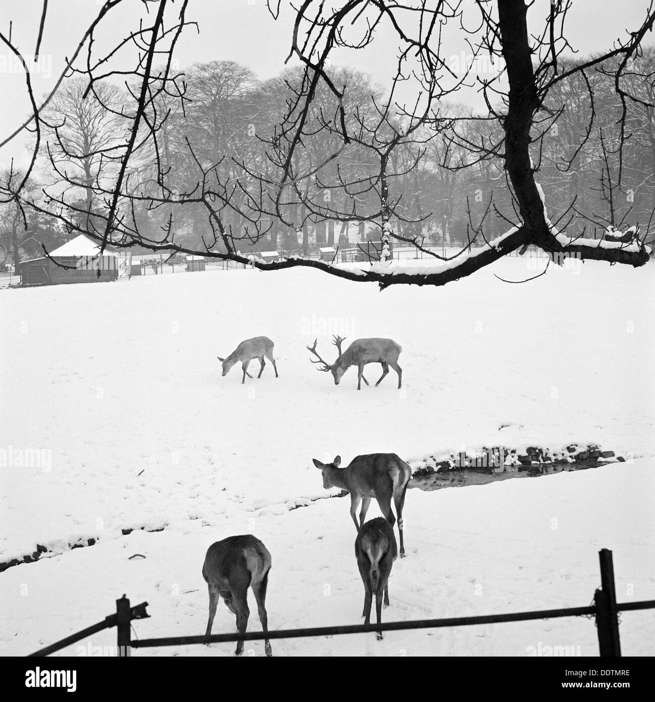 Chevreuil dans Golders Hill Park, Hendon, Londres, 1960-1965. Artiste : John Gay Banque D'Images