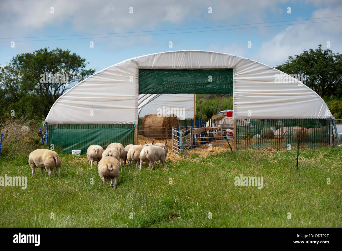 La position de moutons dans un hangar pour tunnel poly tenir hors de la chaleur. Aberdeen, Ecosse. Banque D'Images